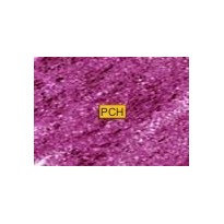 C240 Bright purple