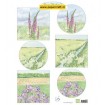 IT602 Tiny’s Flower Meadow 2