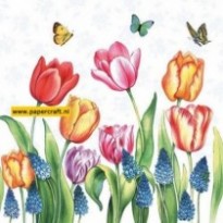111331/1525 Tulpen