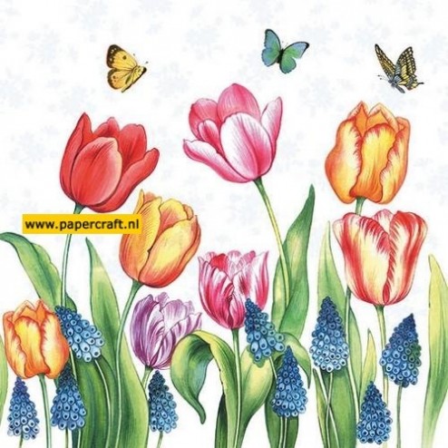 111331/1525 Tulpen
