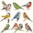 111331/0165 Verzameling Van Vogels