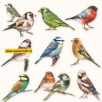 111331/0165 Verzameling Van Vogels