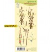 55.7330 Waterside Reed