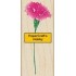 D2976 Real Carnation