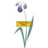 F2438 Iris