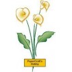 F2534 Artistic Calla Lilies
