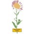 F2663 A Real Daisy