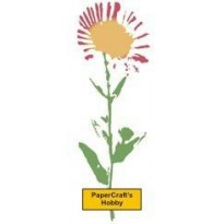 F2663 A Real Daisy