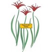 H2651 Brush Art Flowers