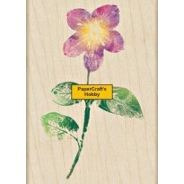 H3305 Jamaican Forget-Me-Not