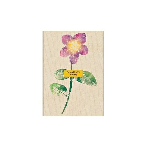 H3305 Jamaican Forget-Me-Not