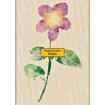 H3305 Jamaican Forget-Me-Not