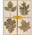 LL683 Prints From Nature