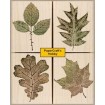 LL683 Prints From Nature