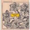 190079-I Narcissen