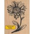 G-3269 Shasta Daisy