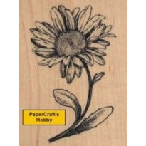 G-3269 Shasta Daisy
