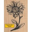 G-3269 Shasta Daisy