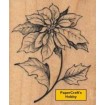 G-3341 Poinsettia Stern